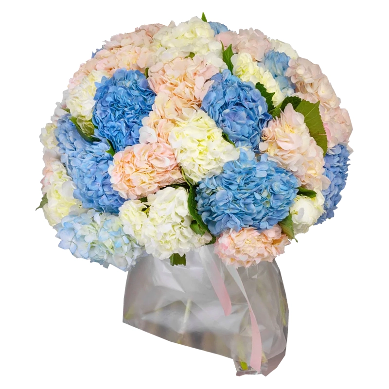 Букет из 25 разноцветных гортензий