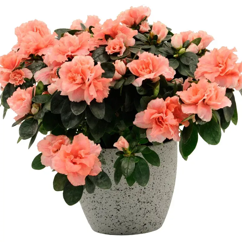 Горшечная азалия нежно-оранжевая