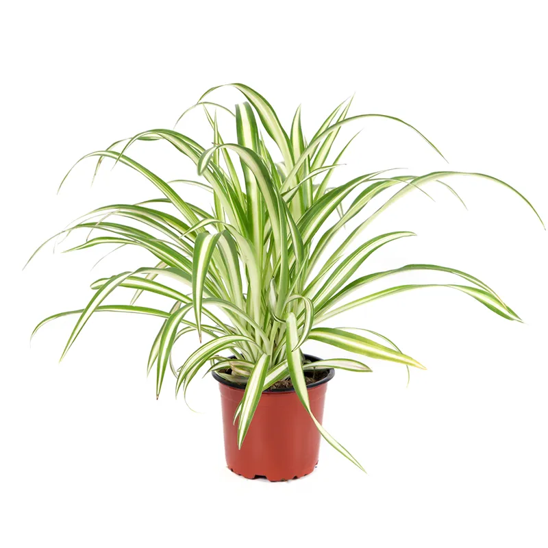 Хлорофитум горшечный