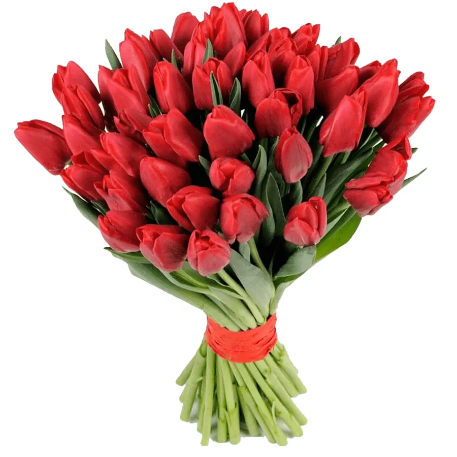 Тюльпан красный